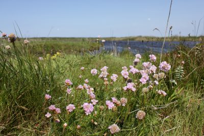 Blühende rosa Blumen in der Graslandschaft