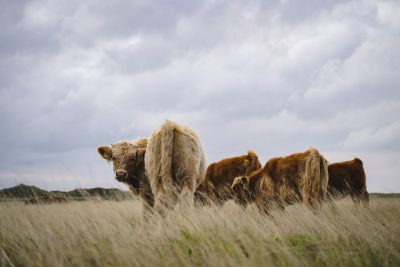 Vier braune wuschelige Kühe die auf der Weide stehen. Eine Kuh dreht sich in Richtung der Kamera.