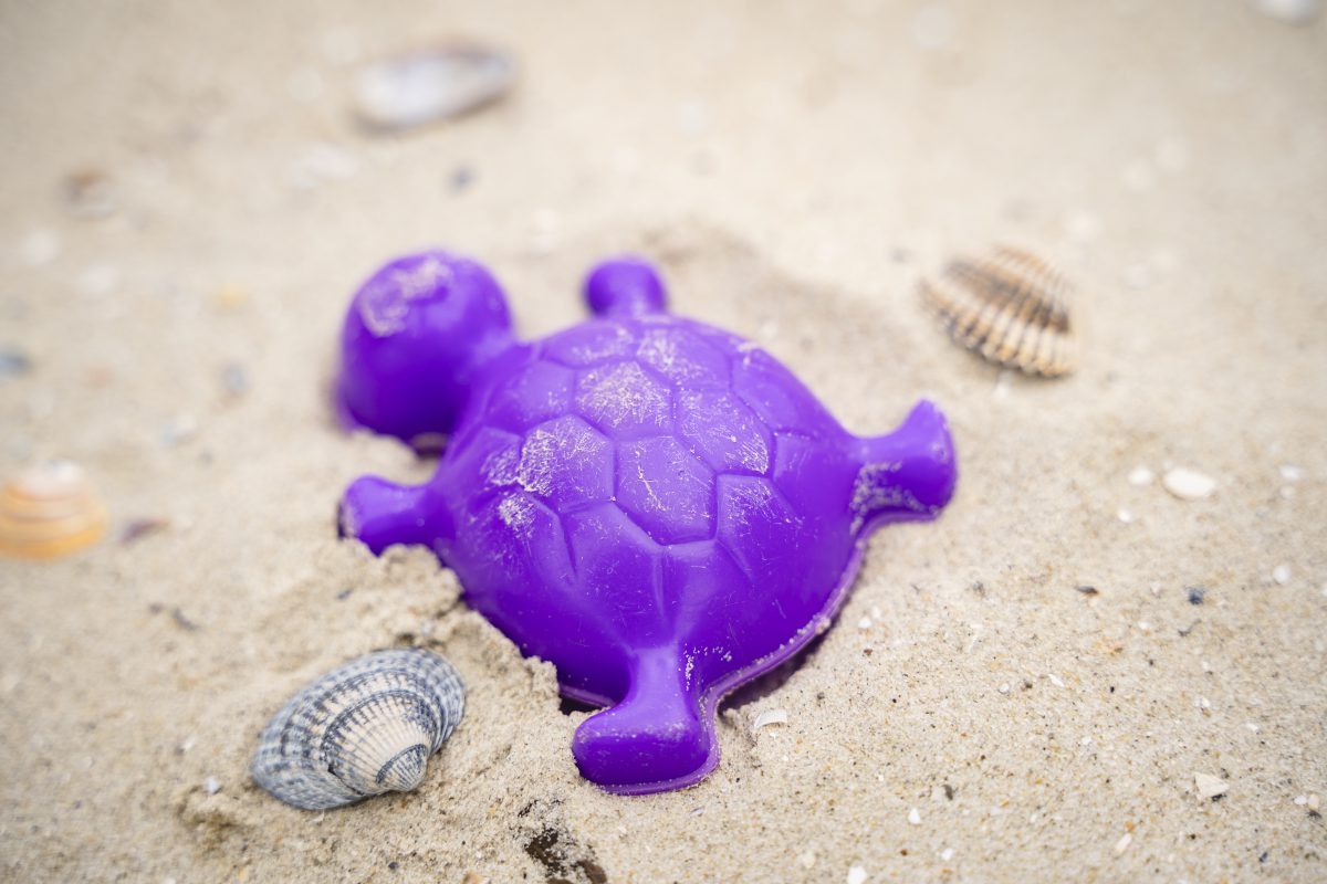 Ein lila Schildkrötenförmchen liegt gemeinsam mit einigen kleineren Muscheln im Sand